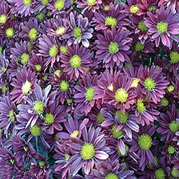 Purple Daisies 1277269738
