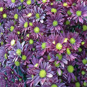 Purple Daisies 1277269738